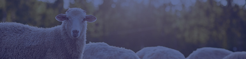 Blauwtong-header-nieuwsbericht-leeg.jpg